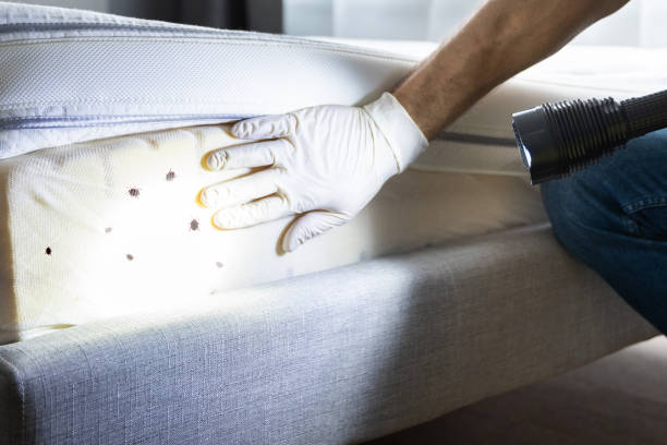 Best Ant Control Services  in Summerde, AL