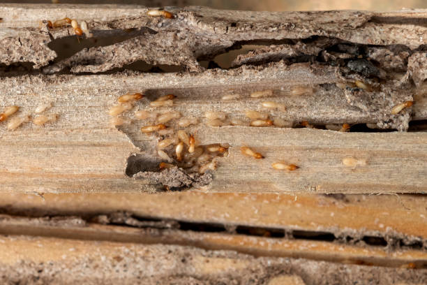Best Flea Control Services  in Summerde, AL