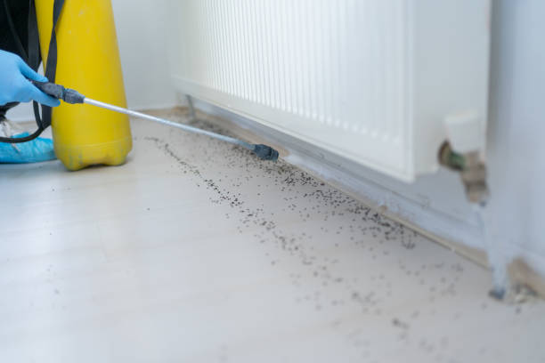 Best Local Pest Control Services  in Summerde, AL